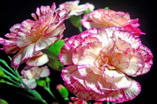 sự tích của loài hoa cẩm chướng